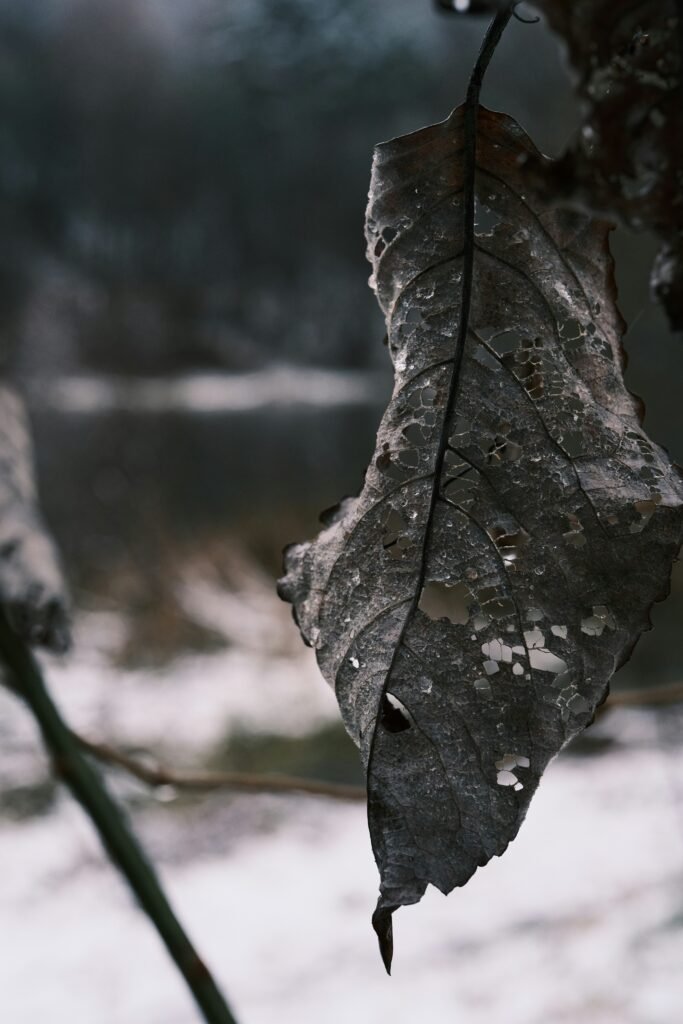 The Wabi-Sabi Philosophy